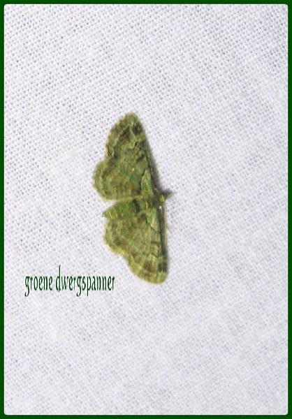 groene dwergspanner.jpg - Groene dwergspanner - pasiphila rectangulata
